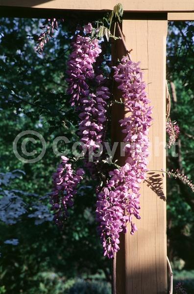 Purple blooms; Lavender blooms; Deciduous