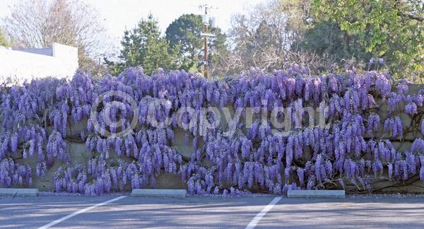 Blue blooms; Purple blooms; White blooms; Lavender blooms; Deciduous; Broadleaf