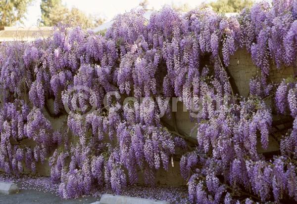Blue blooms; Purple blooms; White blooms; Lavender blooms; Deciduous; Broadleaf