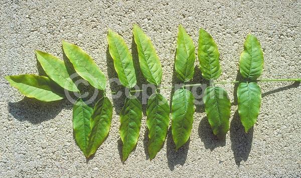 Blue blooms; Purple blooms; White blooms; Lavender blooms; Deciduous; Broadleaf