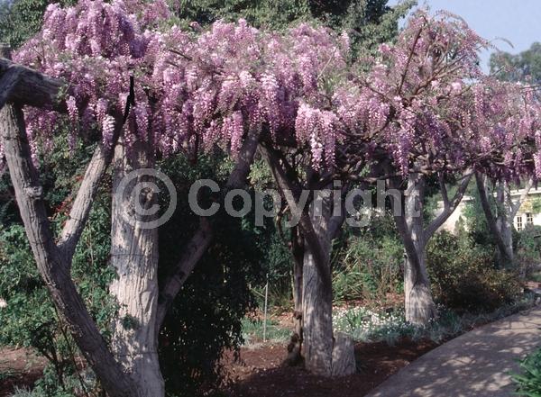 White blooms; Lavender blooms; Deciduous